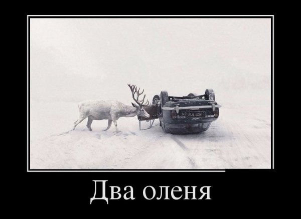 Олени
