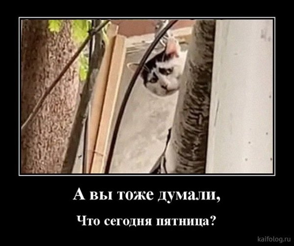 picture_379749266