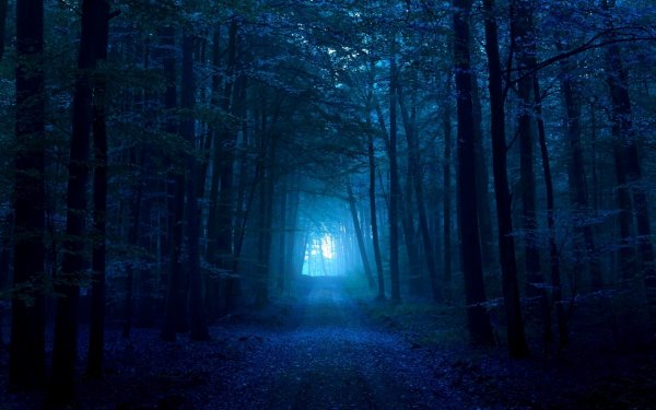 Forest ( Ліс )