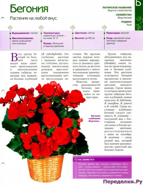 Бегония