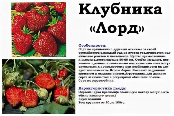 Клубника "Лорд"