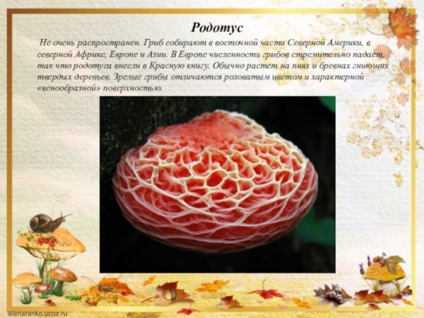 Родотус