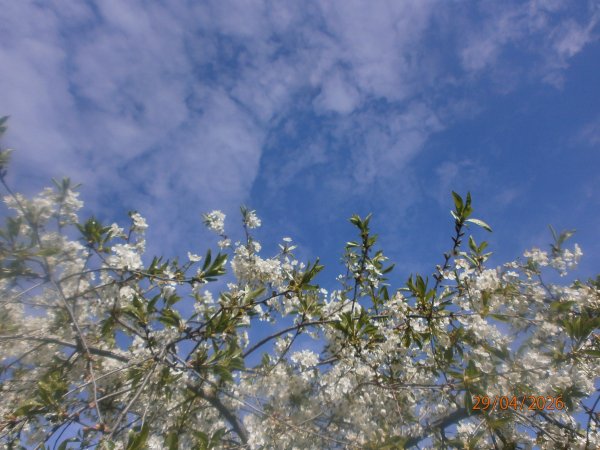 P4290006