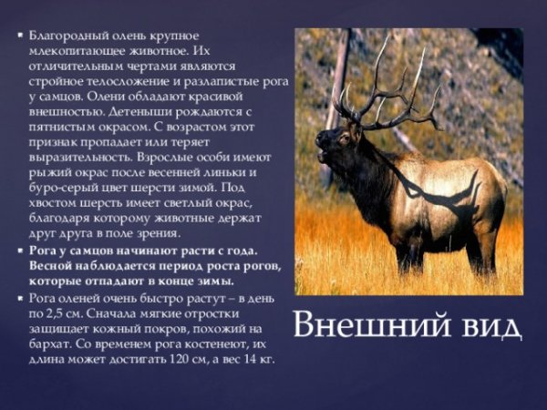Благородный олень