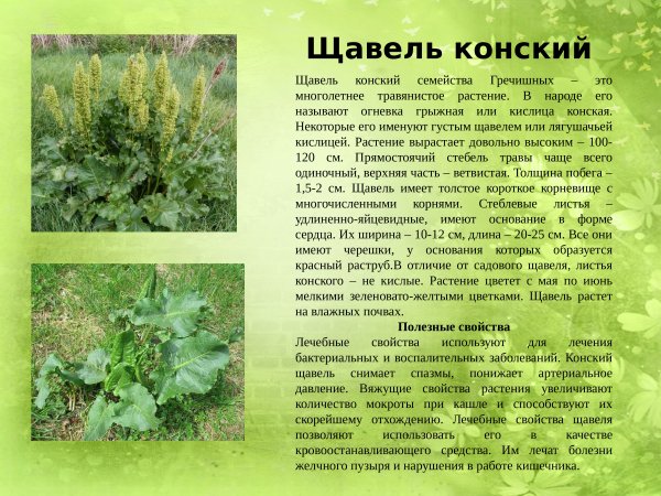 Щавель конский