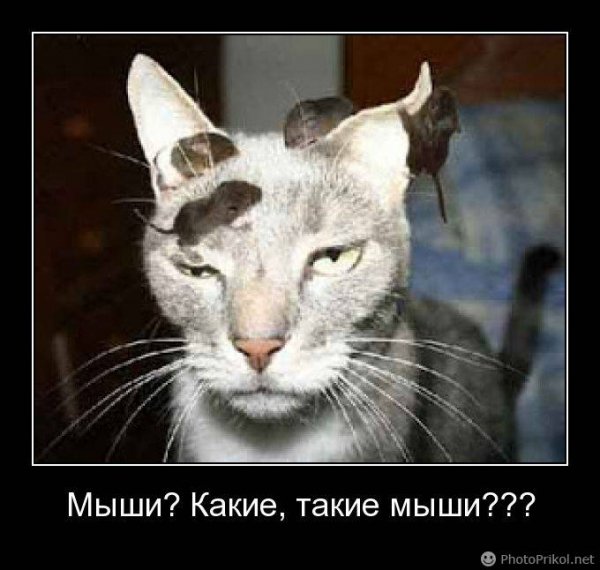 Надежный защитник кладовой