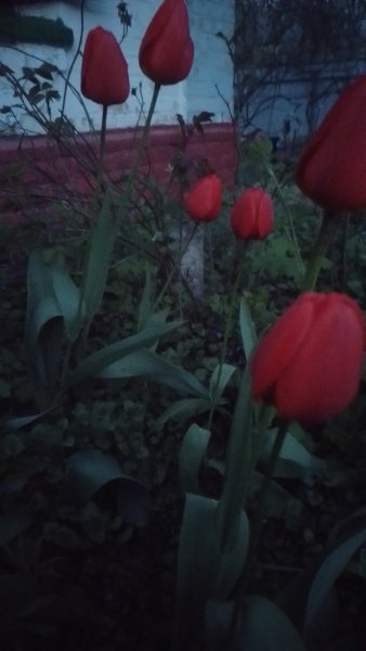 picture_411543337