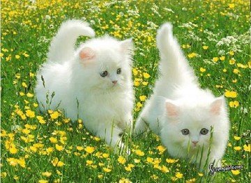 picture_217625003