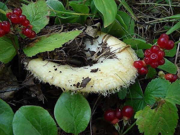 Наше. Сибирское.