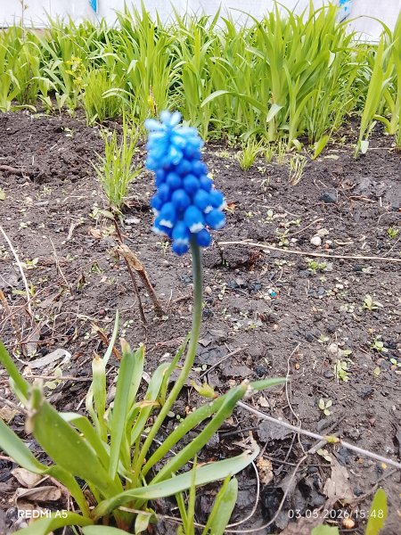 Мускари