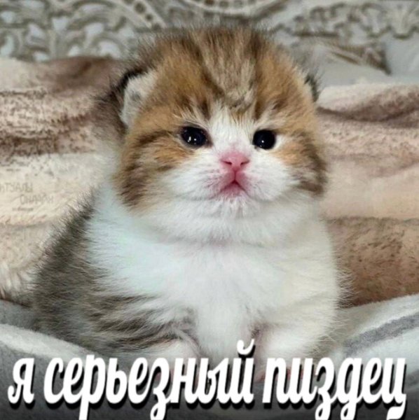 picture_412949270