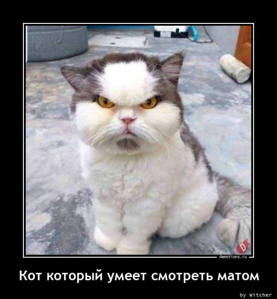 Kot-kotoryy-umeet-sm demotions.ru
