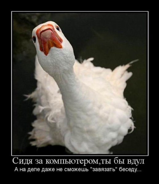 Гусь кнопочный
