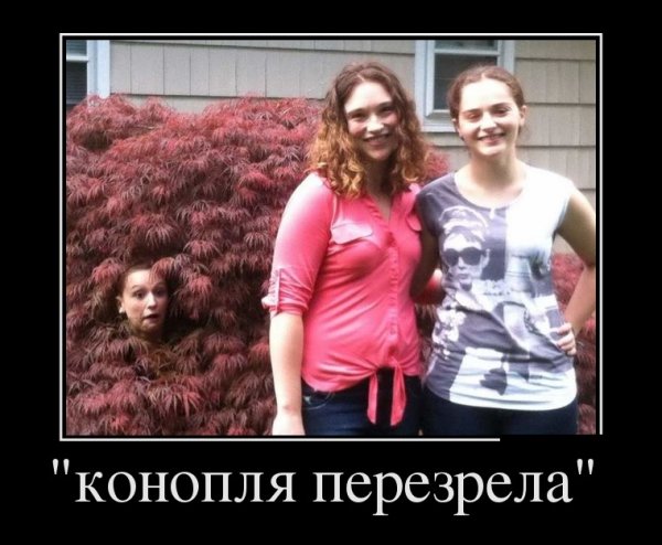 Конопля