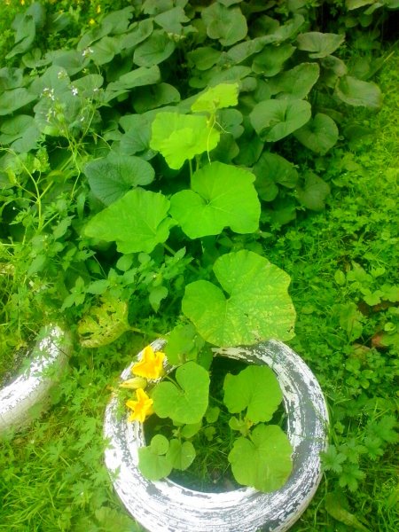 IMG 20170730 131115