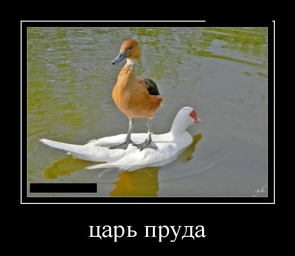 Царь пруда