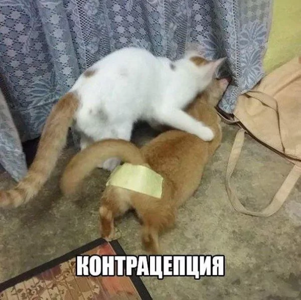 КотЭ)