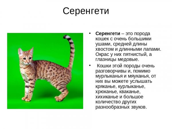 Серенгети