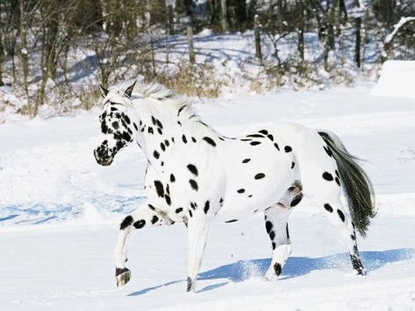 лошади 093418