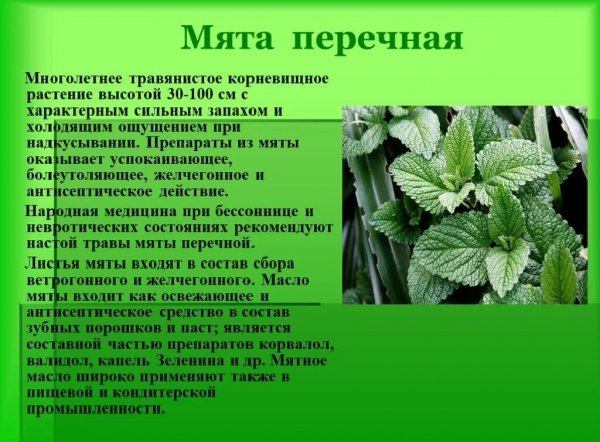 Мята перечная