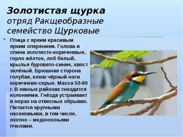 Золотистая щурка