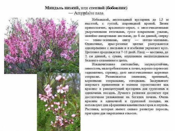 Миндаль низкий