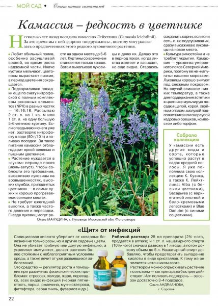 Камассия
