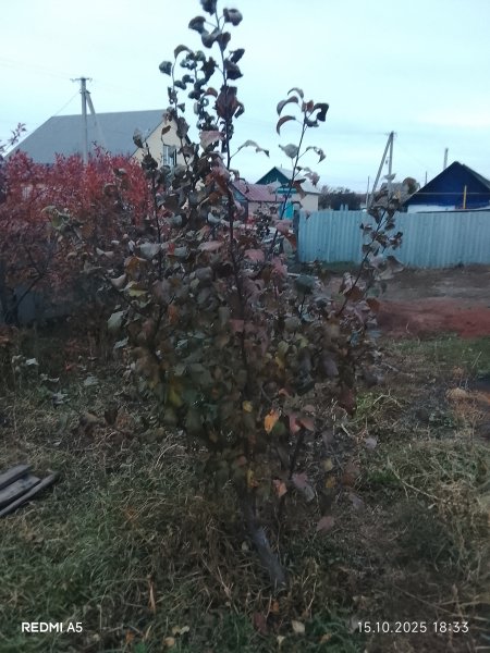 picture_398632808