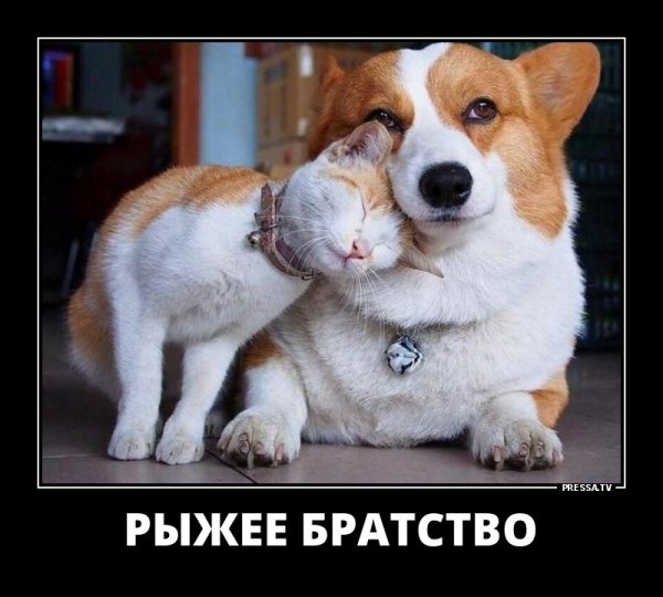 Рыжее братство