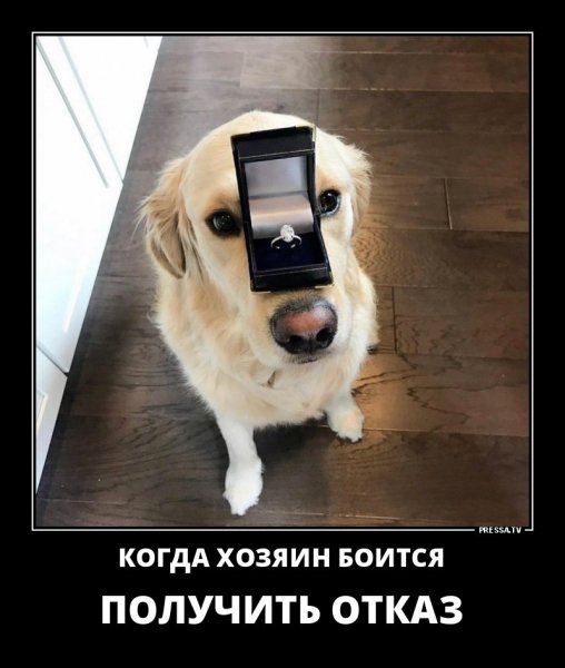 Когда хозяин боится
