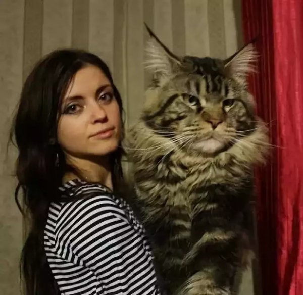 мейн-кун