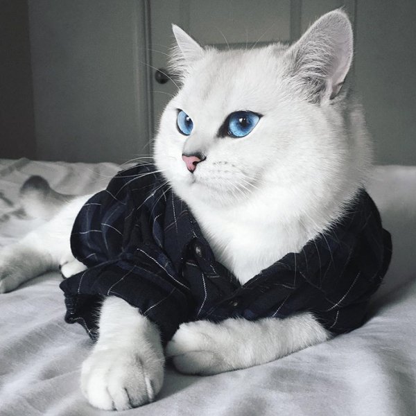кот в рубашке