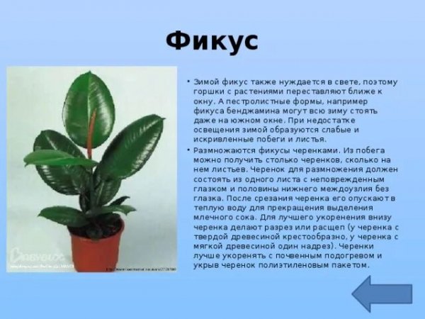 Фикус