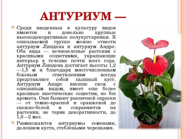 Антуриум