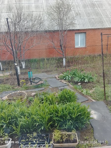 Тюльпашки расцвели