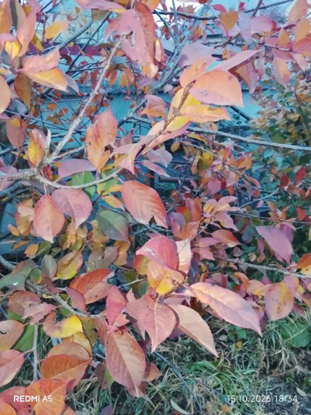 picture_398632829