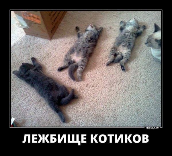 picture_247998660