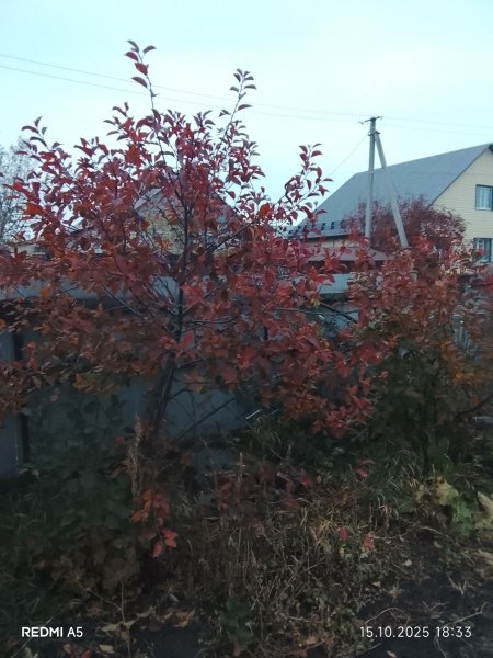 picture_398632819