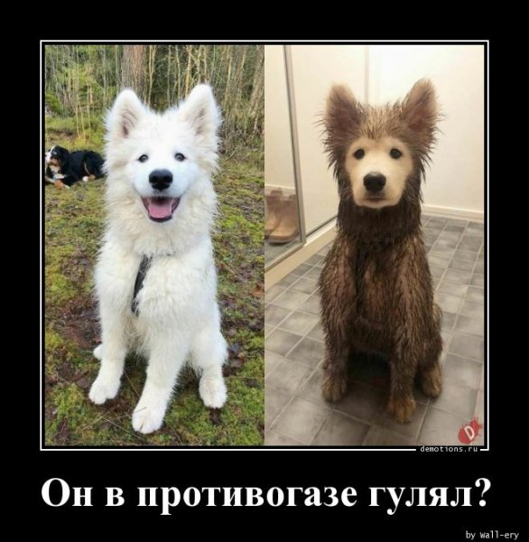 On-v-protivogaze-gul demotions.ru