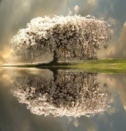Images (1)