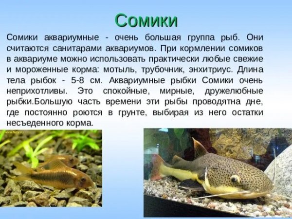 Сомики