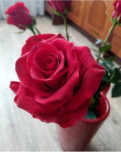 Red rose