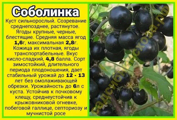 Чёрная смородина