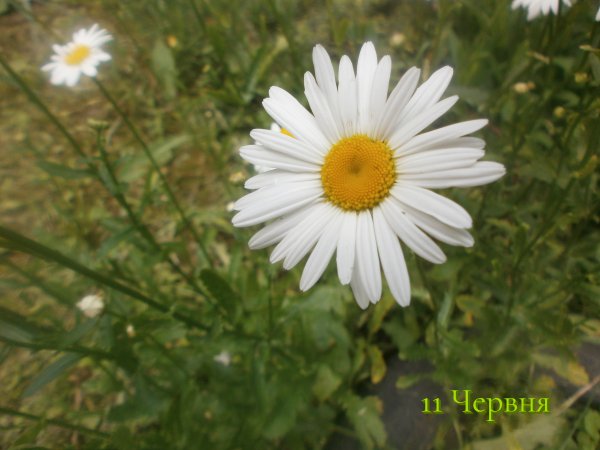 11 Червня
