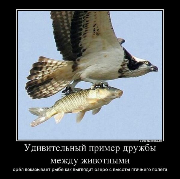 udivitelnyij primer druzhbyi mezhdu zhivotnyim