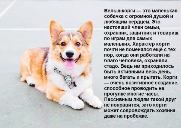Вельш - корги