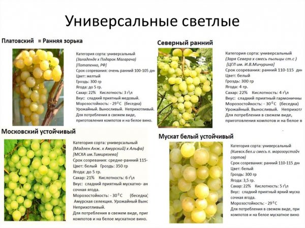 Виноград