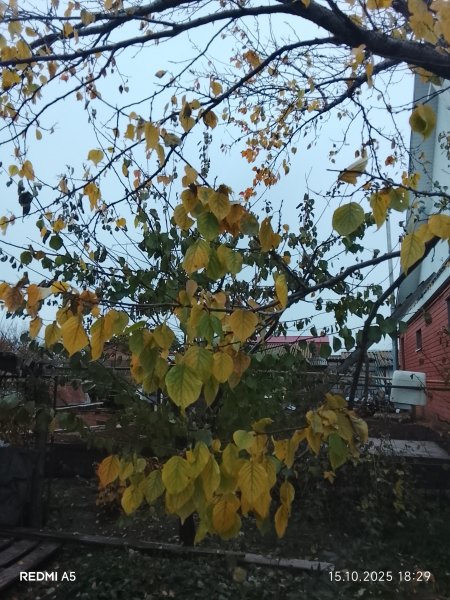 picture_398632554