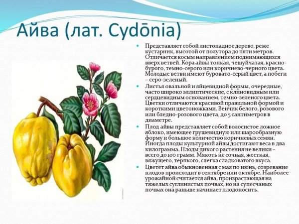 Айва