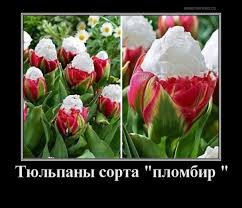 pics